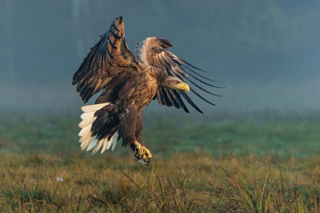 Zeearend (Shutterstock)