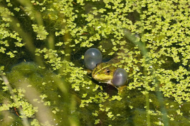 waarom-kwaken-kikkers-geluiden-voortplanting-en-feiten-de-natuur