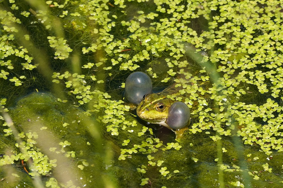 Tijdens het kwaken zijn de uitwendige kwaakblazen van de mannelijke groene kikker duidelijk te zien