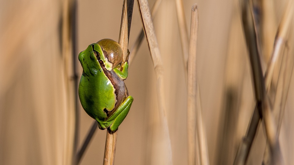 Niet alleen groene kikkers zijn bekend om hun gekwaak, maar ook boomkikkers kunnen er wat van