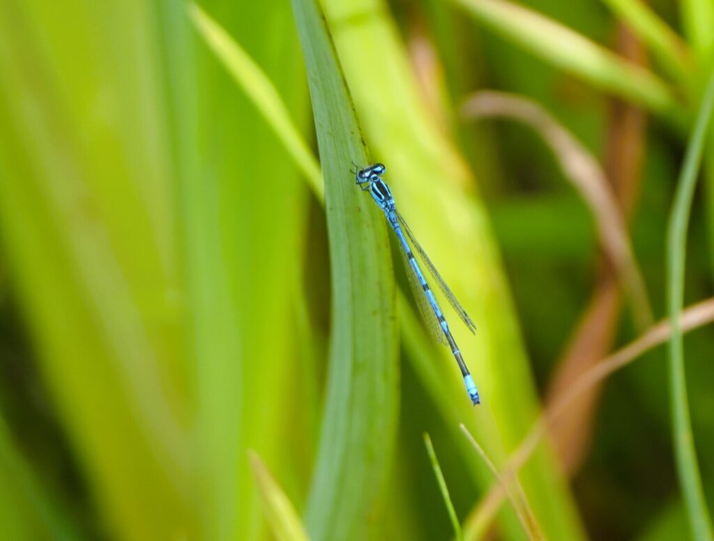 Veel dieren, bijvoorbeeld libellen en juffers, profiteren van inheemse waterplanten (de Natuur van hier)