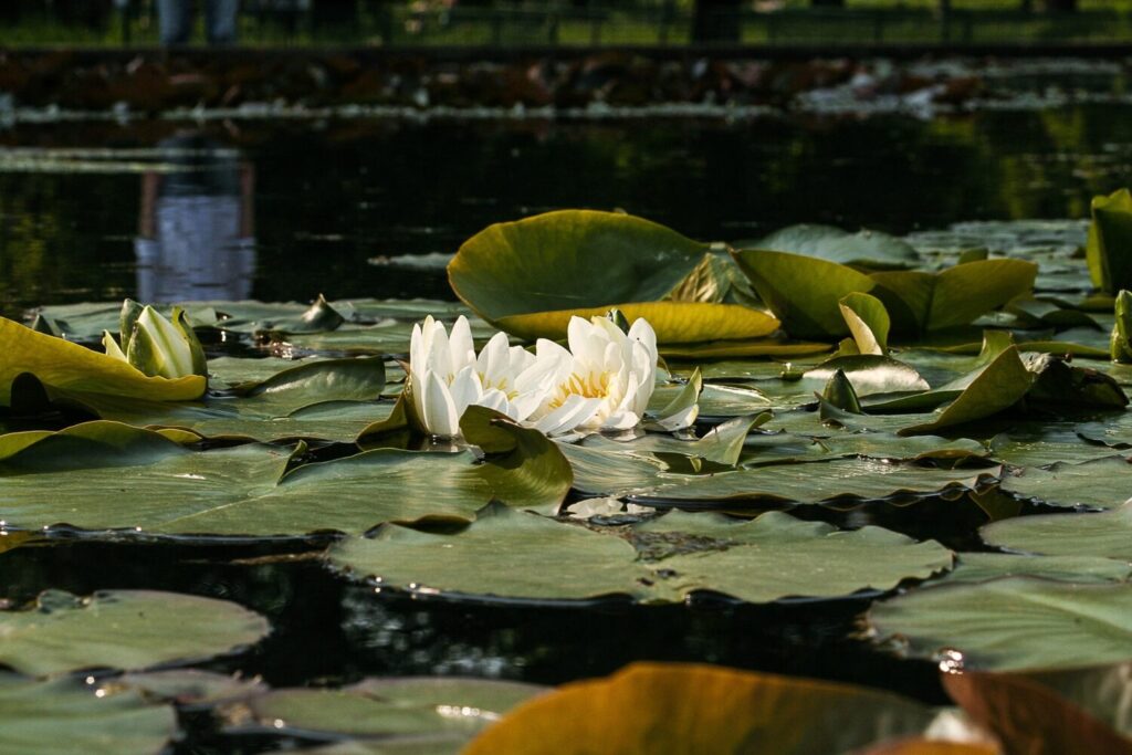 De grote witte kroonbladeren maken de witte waterlelie onmiskenbaar