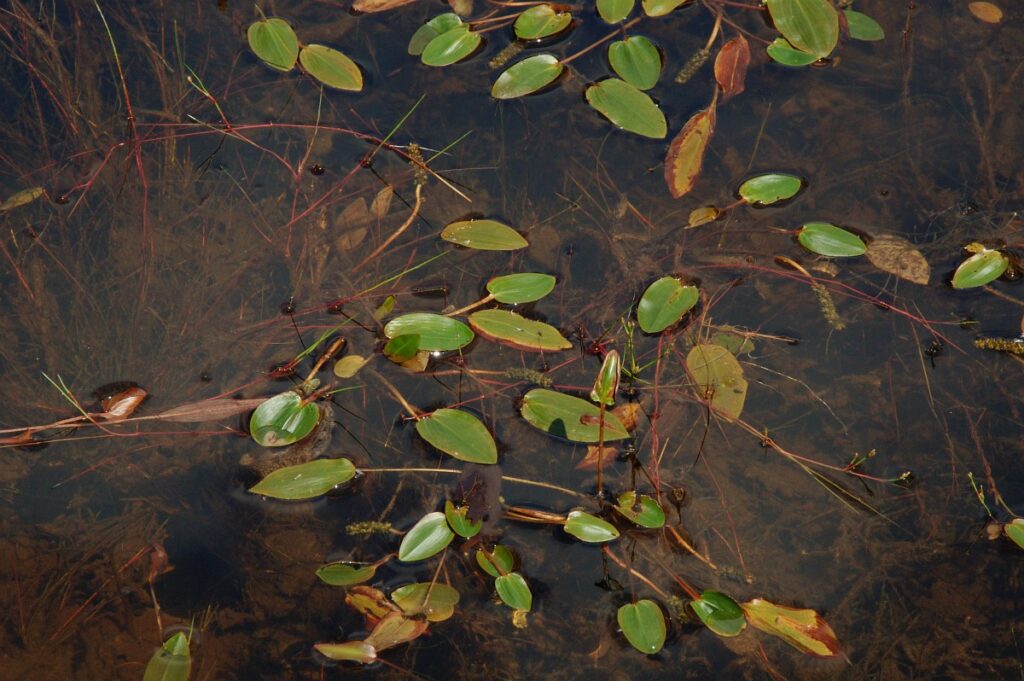 Drijvend fonteinkruid is een uitstekende waterplant om toe te voegen aan je natuurlijke vijver