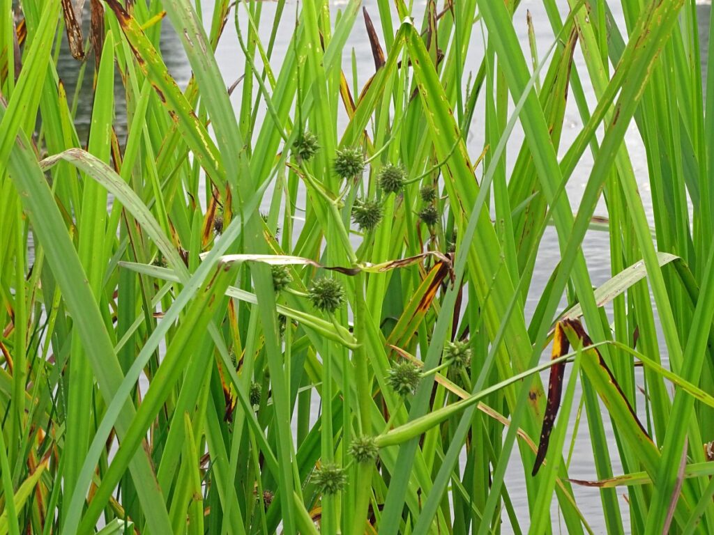 Grote egelskop is een sterke inheemse moerasplant die helpt het water te zuiveren