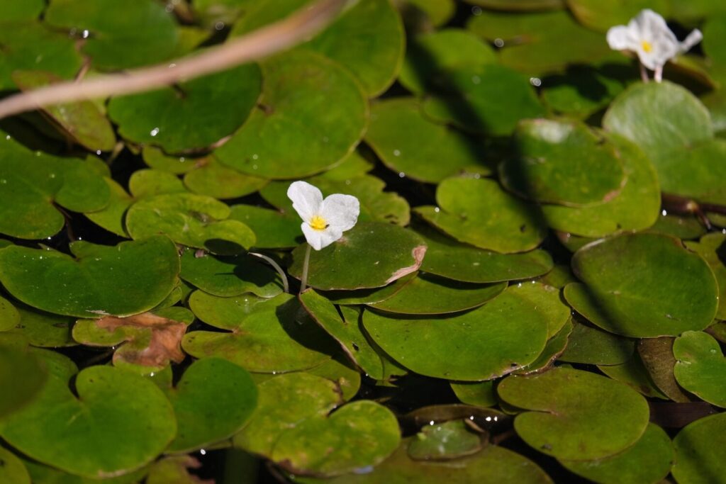 Kikkerbeet is een multifunctionele drijfplant die het ontzettend goed doet in natuurlijke vijvers