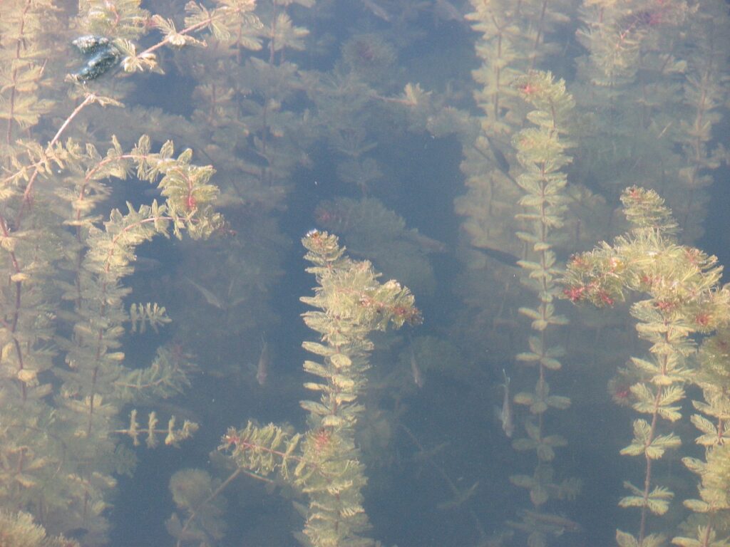 Kransvederkruid is een hele sterke inheemse zuurstofplant voor een natuurlijke vijver (Saxifraga - Jasenka Topic)