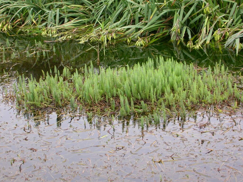 Lidsteng groeit zowel onder als boven water en levert een belangrijke bijdrage aan de zuurstofproductie in een natuurlijke vijver (Saxifraga - Peter Meininger)