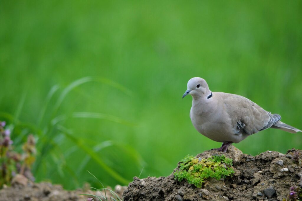 Turkse tortel (De natuur van hier)