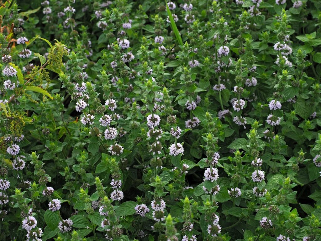Watermunt is een uitstekende multifunctionele bodembedekker in de natuurlijke vijver