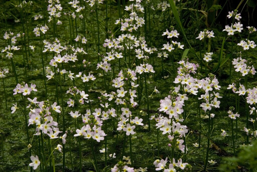 Waterviolier is een minder bekende, maar zeer nuttige vijverplant