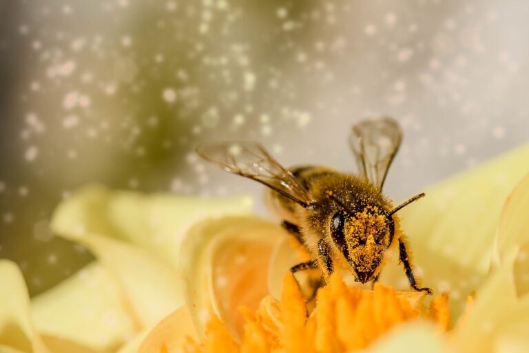 Hoe maakt een bij honing? - De natuur van hier