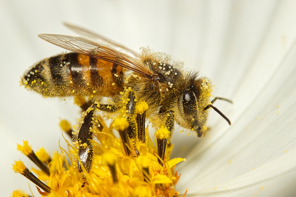 We hebben bijen hard nodig voor de bestuiving van planten. Koop daarom zoveel mogelijk biologische planten en zaden