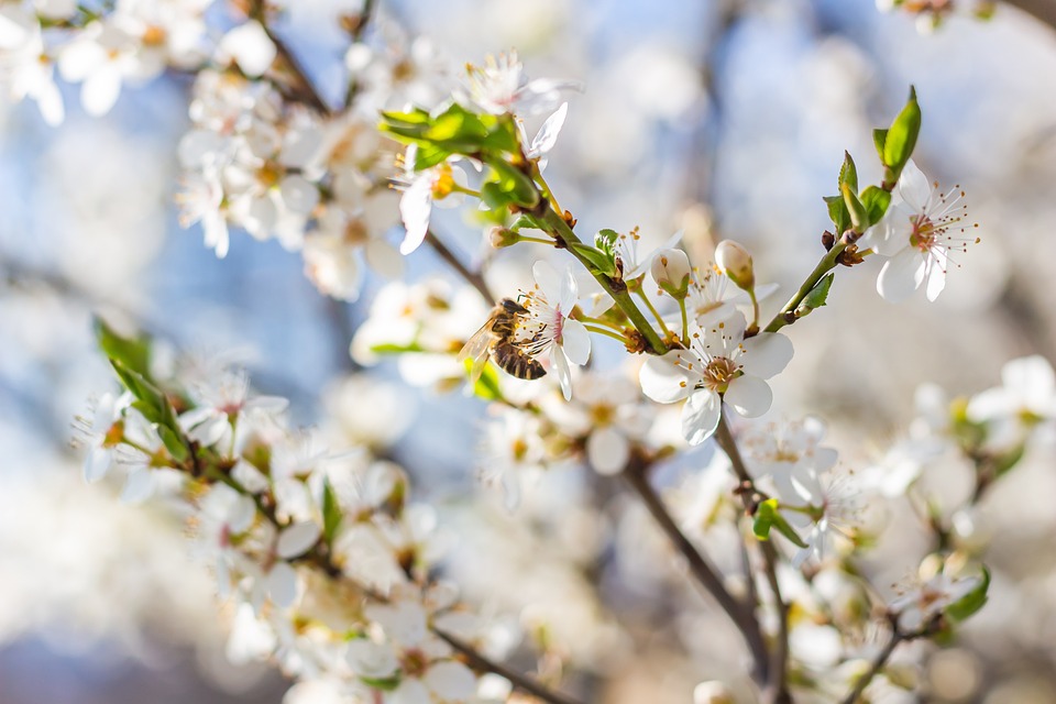 Bloeiende fruitbomen zijn een grote voedingsbron voor onder andere bijen en hommels