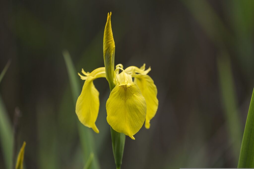 Gele lis, een uitstekende vijverplant voor een betere waterkwaliteit én meer biodiversiteit