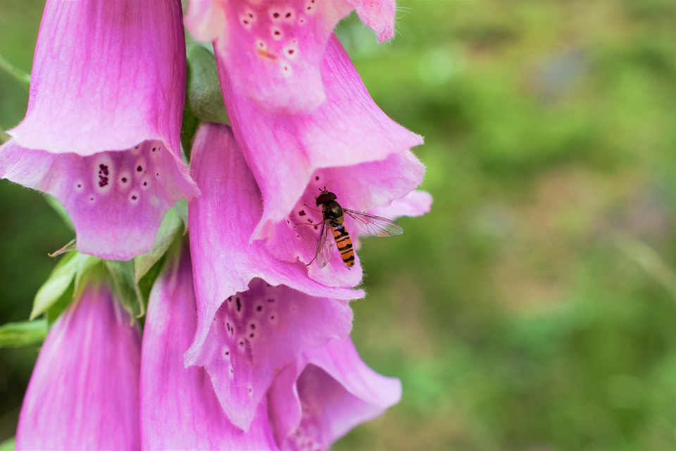 Bijen, hommels en ook zweefvliegen komen graag op het bloeiende vingerhoedskruid af 