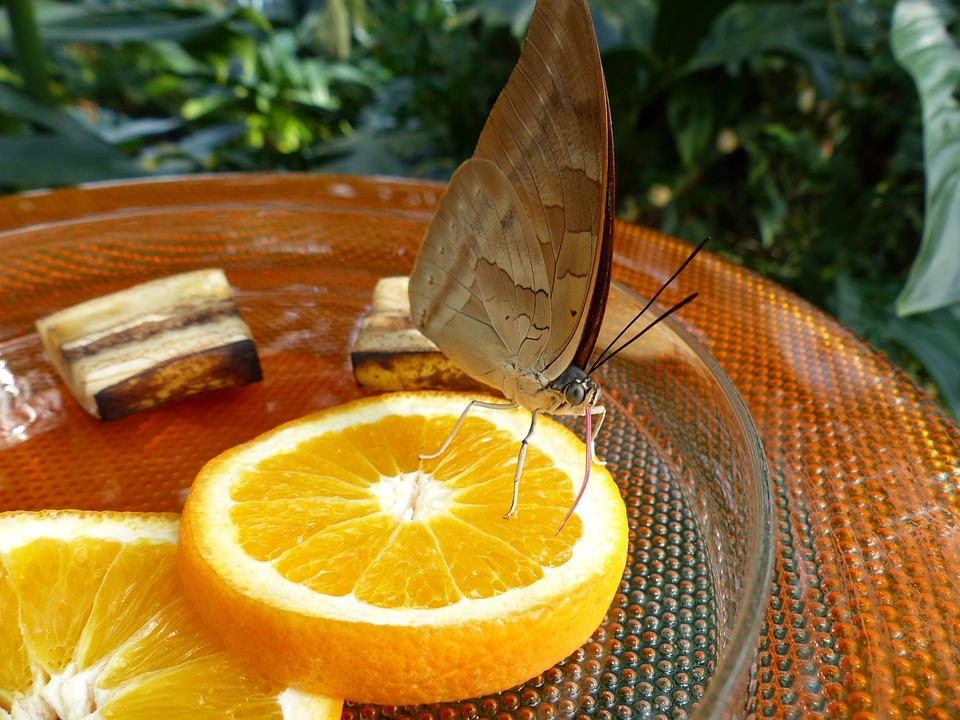 Vlinders maak je ook blij met fruit en suikerwater. Dubbel handig, want zo hoef je geen overrijp fruit meer weg te gooien. Leg het in de tuin!