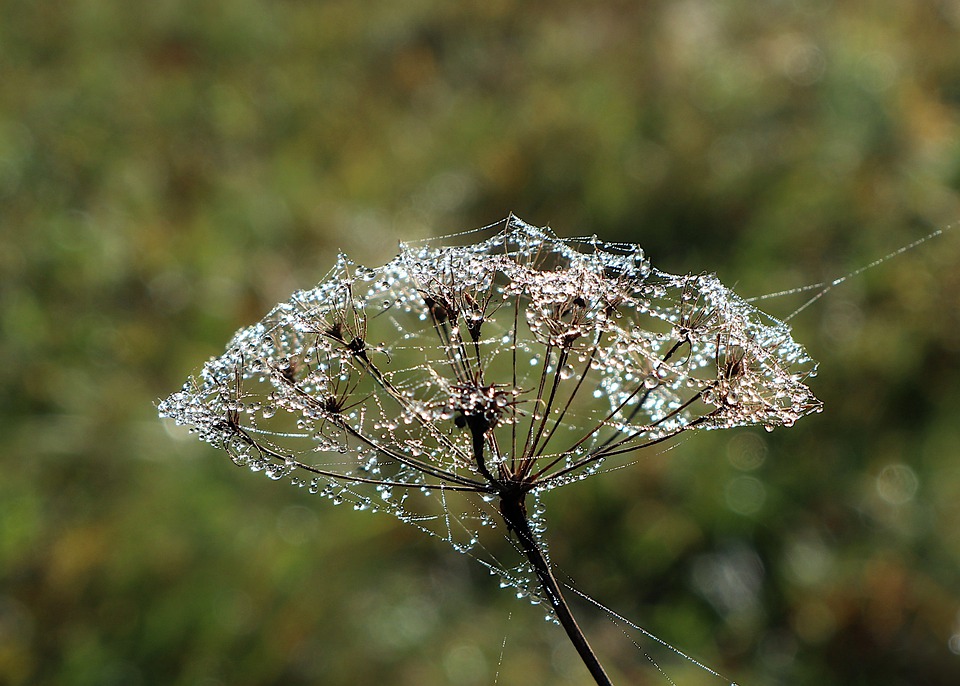 Voor kaardewebben worden vaak uitgebloeide bloemen gebruikt waarin de draden kriskras door elkaar worden gespannen. 