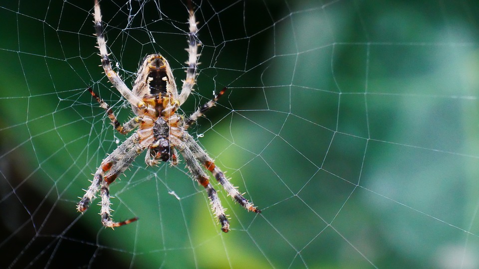 Kruisspinnen moeten na iedere vangst het web repareren. Ze maken zelfs iedere dag een nieuw web