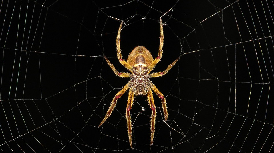 De spintepels bevinden zich op het grote achterlichaam van de spin