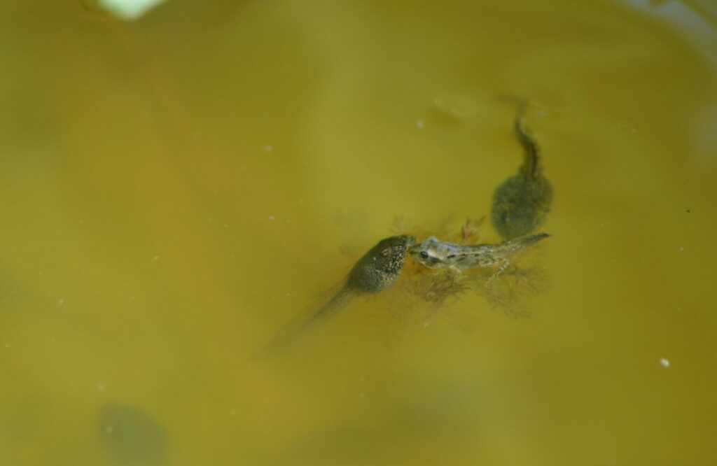 Een kikkervisje samen met een gemetamorfoseerde kikker (De natuur van hier)