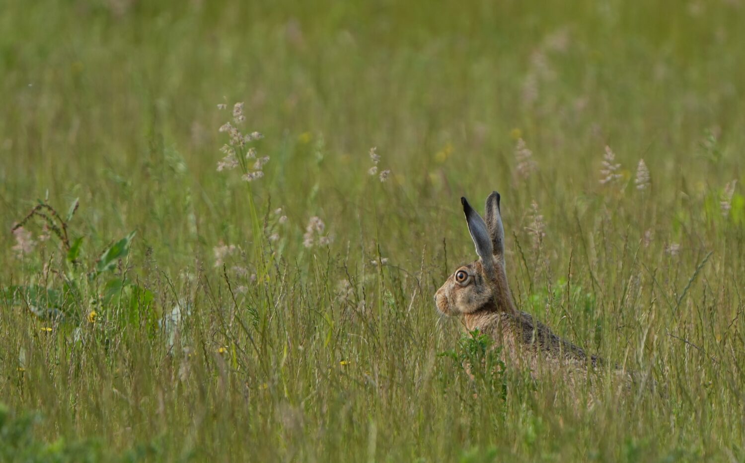 Haas (de Natuur van hier)