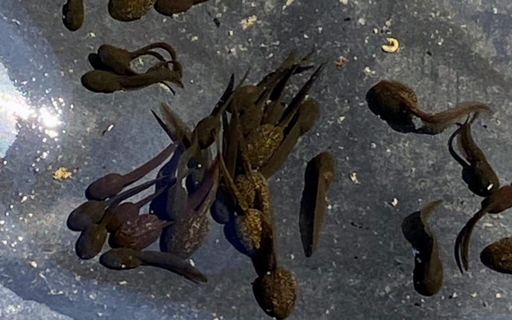 Kikkervisjes warmen op in het ondiepe stuk van de poel (Sandra Krol - De Natuur van hier)