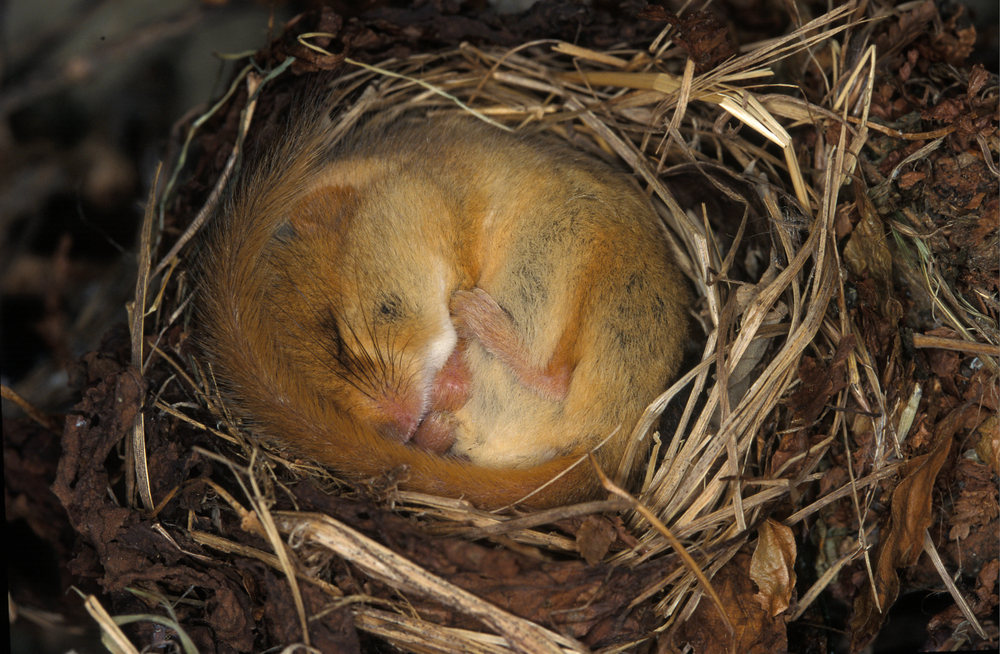 De hazelmuis krult zich tijdens de winterslaap op in zijn holletje, om er in het voorjaar weer uit te komen (Shutterstock)