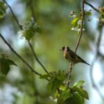 Distelvink vinken in Nederland