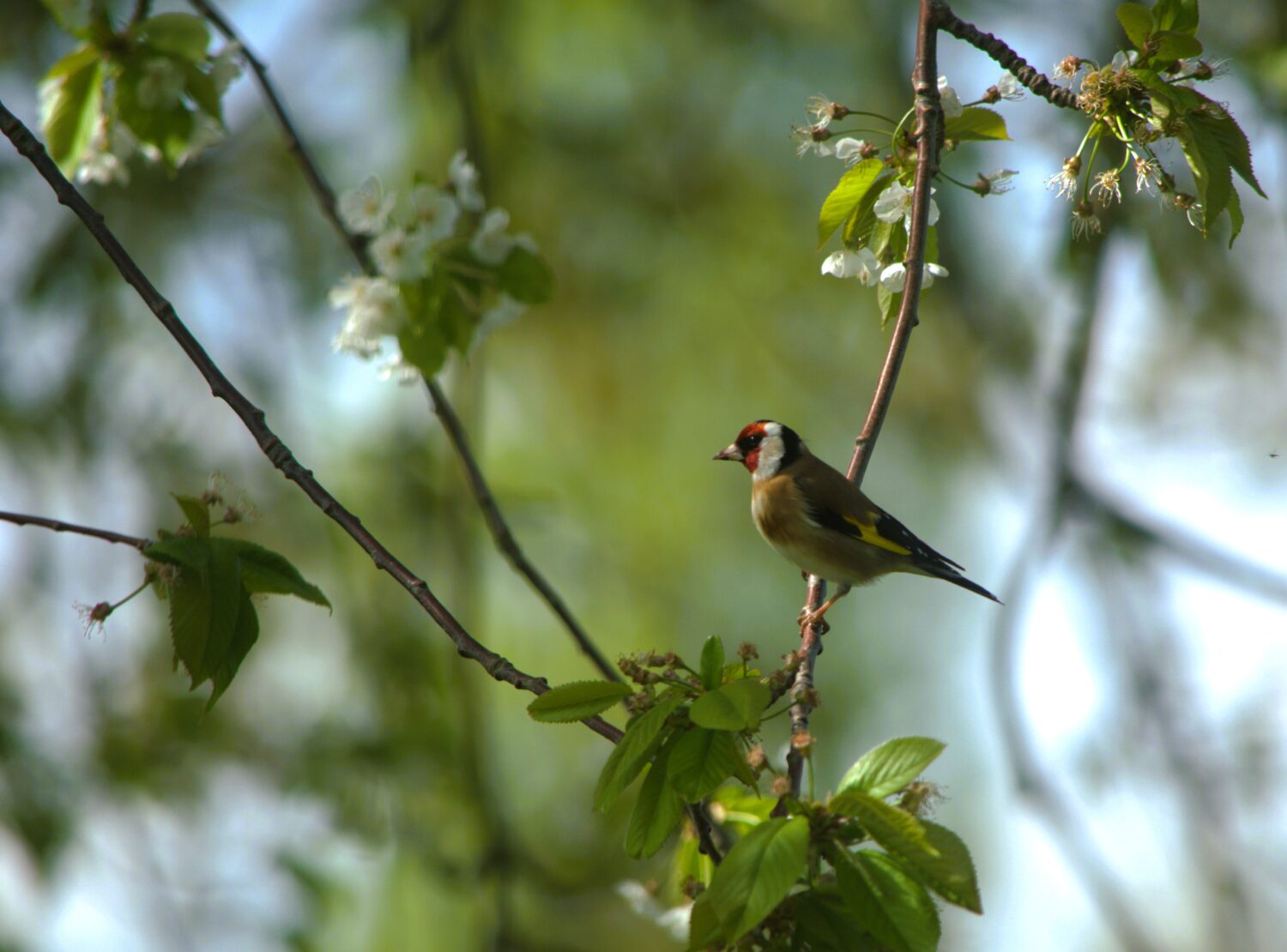 Distelvink vinken in Nederland
