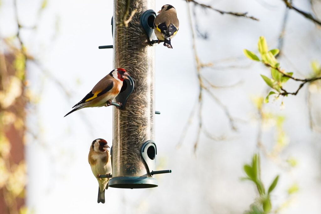 Een aantal vinkensoorten zijn ook graag geziene tuingasten. Zo kun je de vink, distelvink (puttter) en groenlingen geregeld in tuinen zien. 