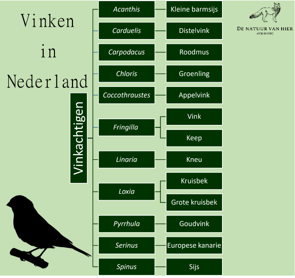 Taxonomie vinkachtigen Nederland (De natuur van hier)