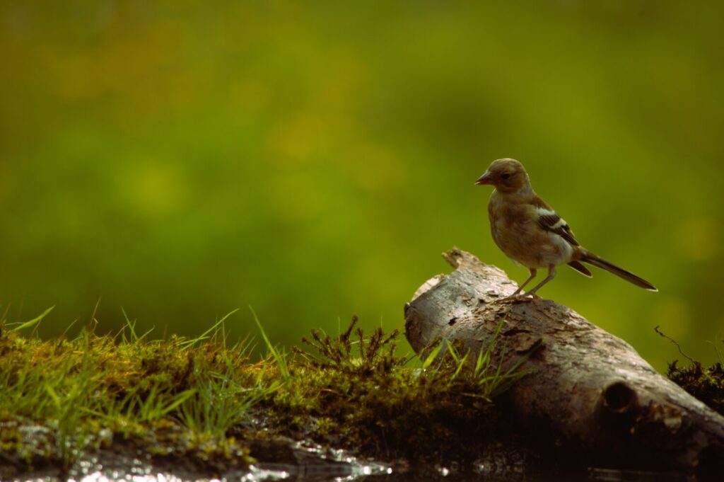 Mannetjes vinken zijn goed te onderscheiden van de vrouwtjes door hun opvallende grijsachtige petje en de oranjerode borst en wangen (de Natuur van hier)