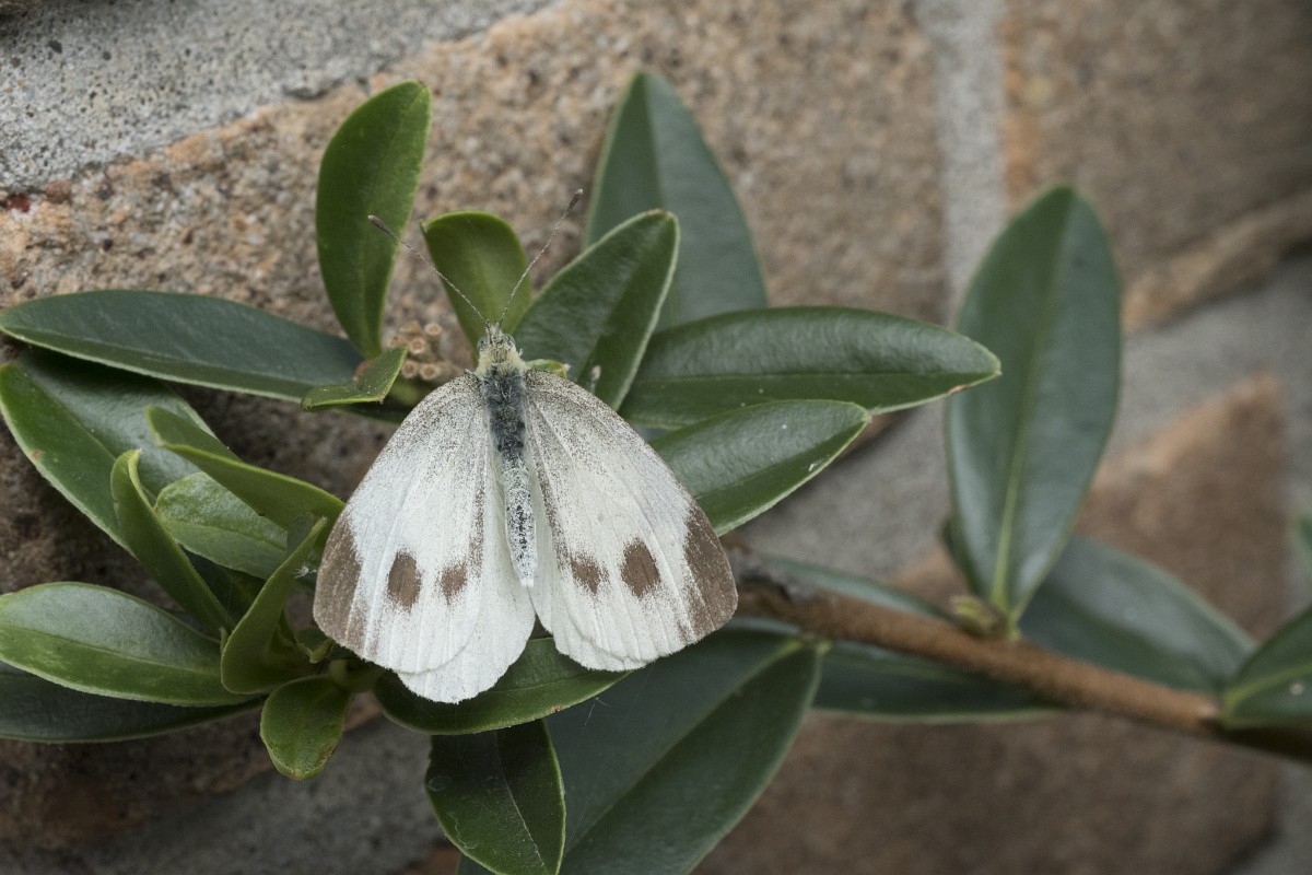 Witte vlinders herkennen - De natuur van hier