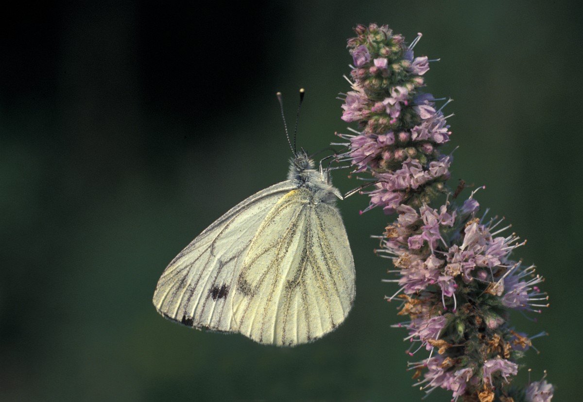 Witte vlinders herkennen in Nederland - met foto's en tips - De natuur