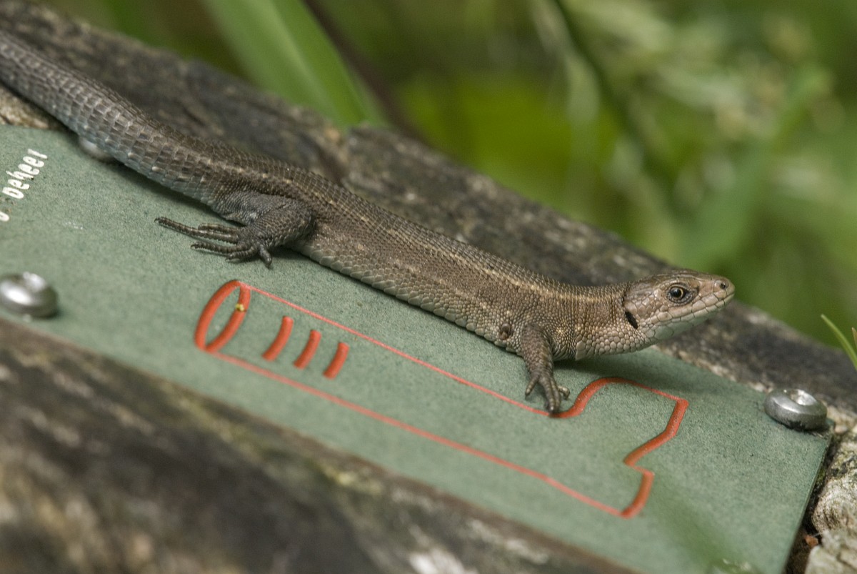 Wat is het verschil tussen een amfibie en een reptiel? - De natuur van hier