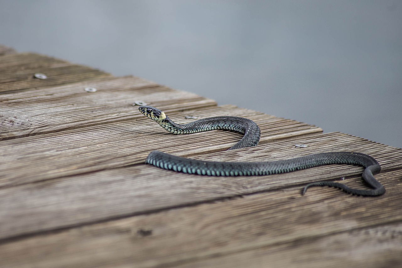 Wat is het verschil tussen een amfibie en een reptiel? - De natuur van hier