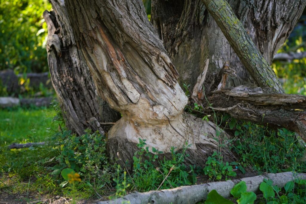 Beversporen langs het water - waarom bevers dammen bouwen
