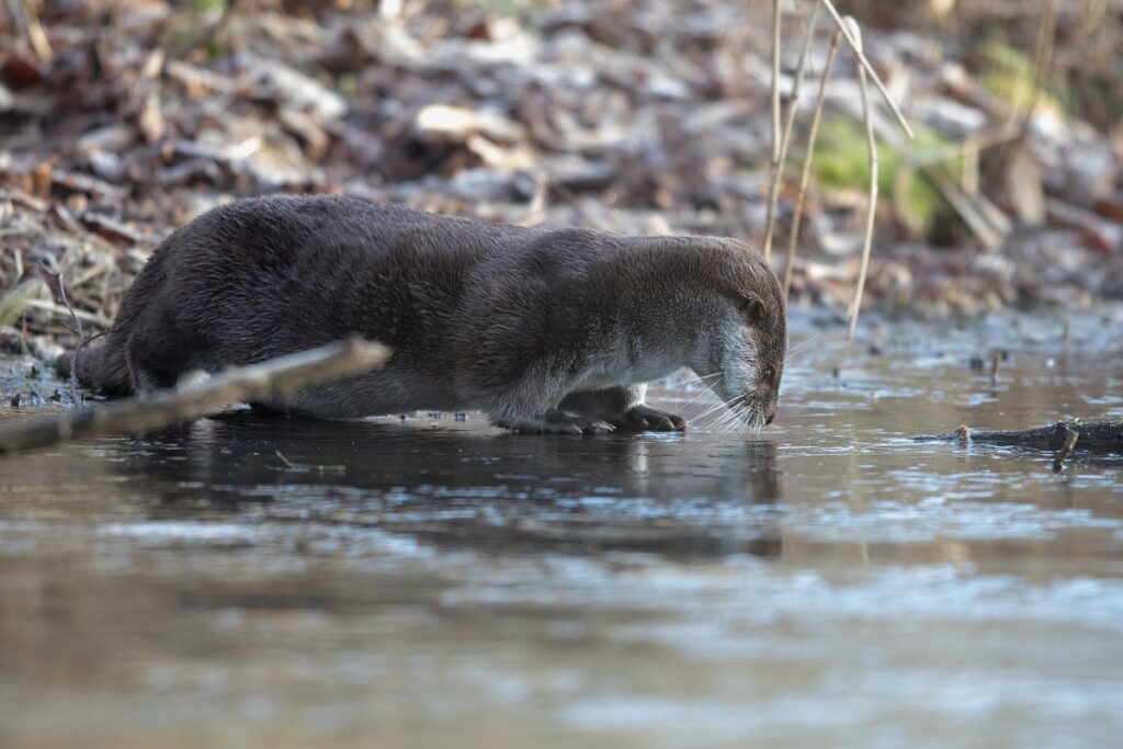 Otter (Saxifraga - Mark Zekhuis)