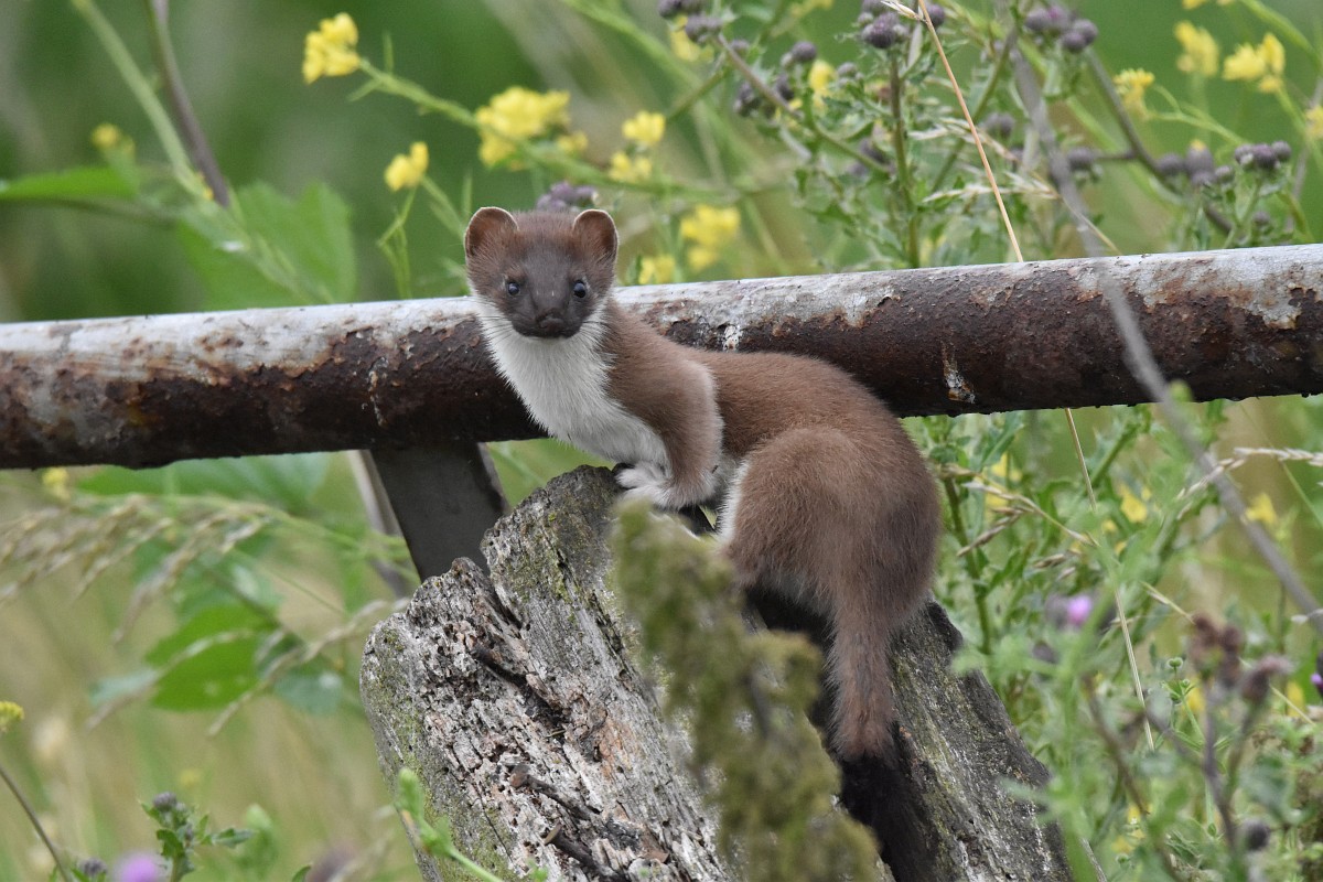 Marters in Nederland - De natuur van hier