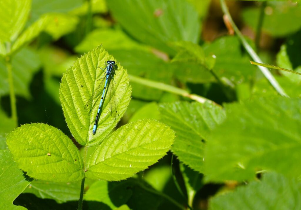 Azuurwaterjuffer (de Natuur van hier)