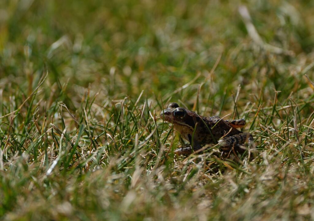 Bruine kikker (de Natuur van hier)