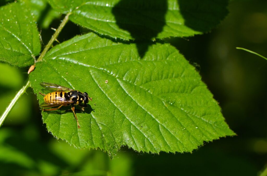 Echte wespvlieg (de Natuur van hier)