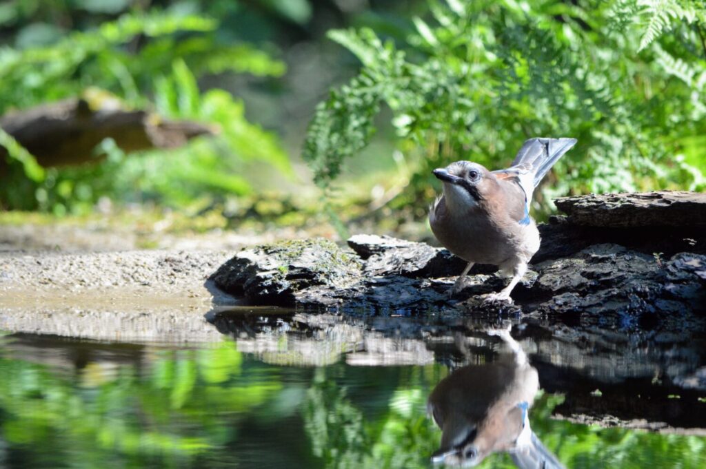 Vogels maken dankbaar gebruik van een poel in de tuin (De natuur van hier - Mickeal Kurvers)