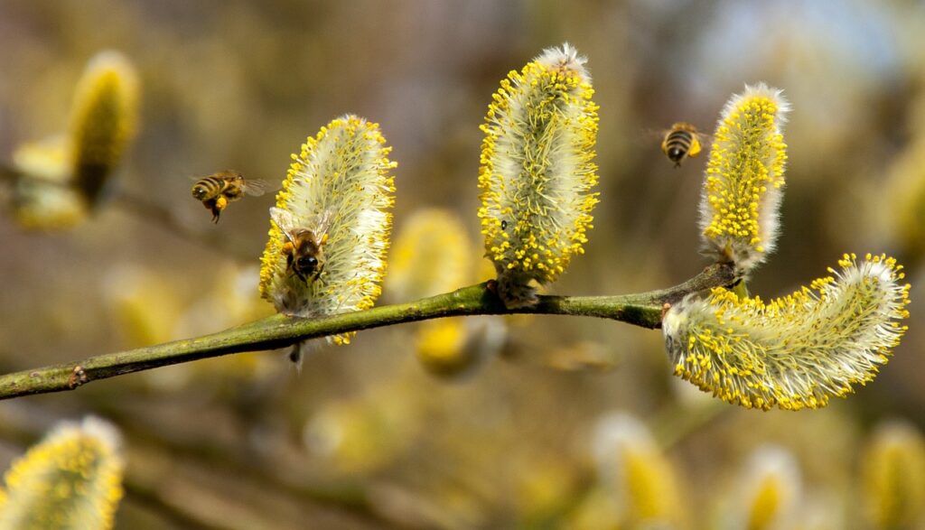 Wilgenkatjes zijn in het vroege voorjaar aantrekkelijk (noodzakelijk zelfs) voor wilde bijen
