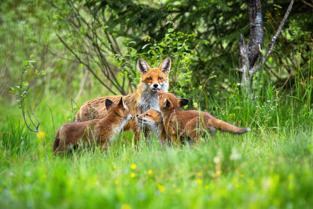 Jonge vosjes blijven gedurende enkele maanden bij hun moeder en vertrouwde omgeving. Daarna wordt het tijd voor een eigen territorium