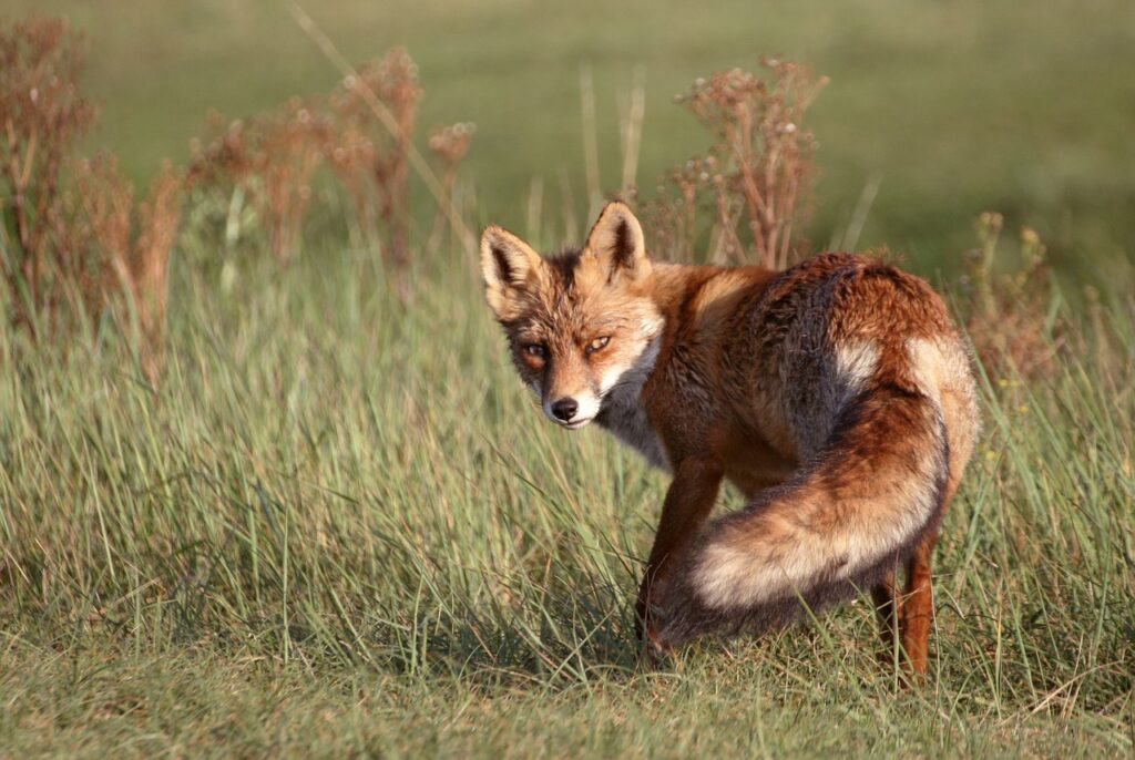 Niet alleen de rode kleur van de vacht valt op, maar ook de pluimstaart is een opvallend kenmerk van de rode vos