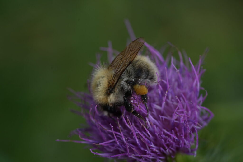 Akkerhommel (de Natuur van hier)