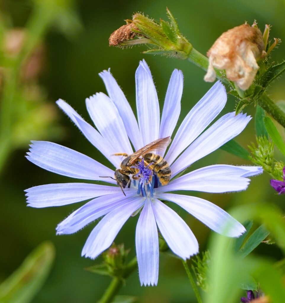 Breedbandgroefbijen (de Natuur van hier) hommels wespen