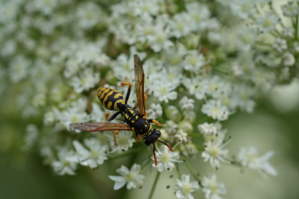 Franse veldwesp (de Natuur van hier)