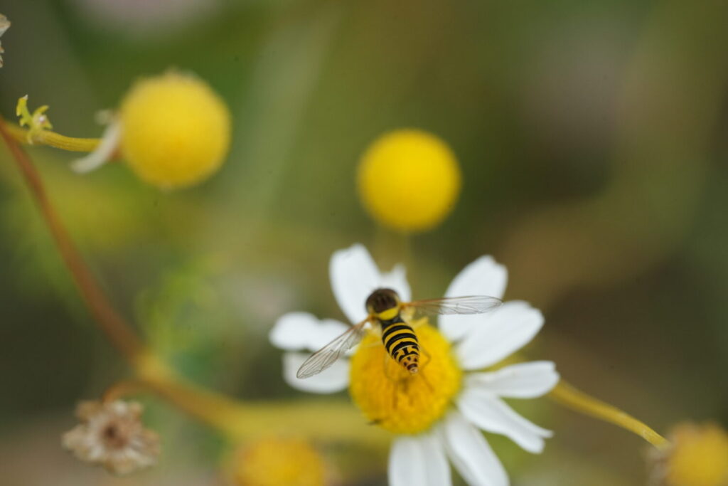 Langlijfje (de Natuur van hier)